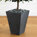 67” Olive Cone Topiary Artificial Tree in Slate Planter (Indoor/Outdoor)