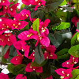6' UV Resistant Artificial Spiral Bougainvillea Tree (Indoor/Outdoor)