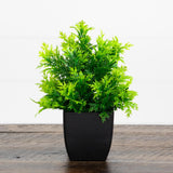 7” Artificial Cedar in Black Square Pot - Set of 3