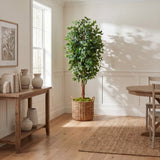 7' Ficus Silk Tree