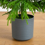 7' Artificial Real Touch Norfolk Island Pine Christmas Tree with Natural Look