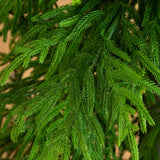7' Artificial Real Touch Norfolk Island Pine Christmas Tree with Natural Look