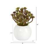 7” Sedum Succulent Artificial Plant in White Planter
