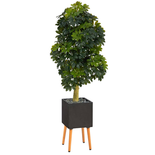 70” Schefflera Artificial Tree in Black Planter with Stand (Real Touch)