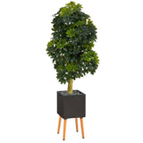 70” Schefflera Artificial Tree in Black Planter with Stand (Real Touch)