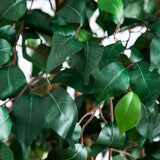 74” Artificial Triple Trunk Ficus Tree with Natural Trunk