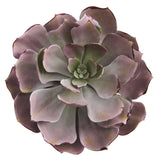 8” Echeveria Succulent Artificial Plant (Set of 6)