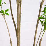 8' Artificial Minimalist Japanese Pieris Tree