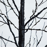 8' Pre-Lit Halloween Black Twig Artificial Tree with 510 Orange & Purple LED Lights