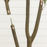 7' Artificial Olive Tree in White Decorative Planter