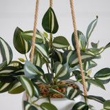 Artificial Wandering Jew & String of Hearts Hanging Plant - Set of 2