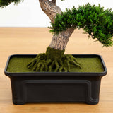 24" Cedar Bonsai Tree
