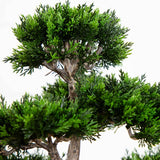 24" Cedar Bonsai Tree