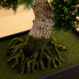 24" Cedar Bonsai Tree