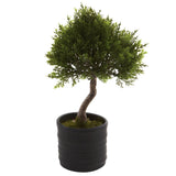 Cedar Bonsai w/Planter (Set of 2)