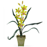 Cymbidium Orchid w/Vase (Set of 3)