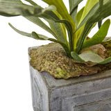 Dancing Lady and Staghorn in Stone Planter