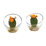 Flowering Cactus Artificial Plant in Glass Vase (Set of 2)