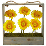 Gerber Daisy Garden in Hanging Frame