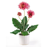 Gerber Daisy w/White Vase (Set of 6)