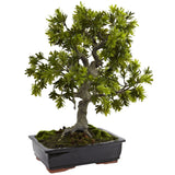 Giant Podocarpus w/Mossed Bonsai Planter