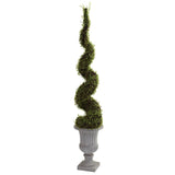 Muehlenbeckia Spiral Tree with Decorative Urn