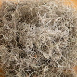 Natural Spanish Moss - 3Lbs