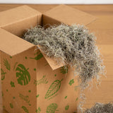 Natural Spanish Moss - 3Lbs