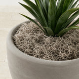 Natural Spanish Moss - 5Lbs