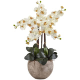 Phalaenopsis Orchid Arrangement with Sand Colored Bowl