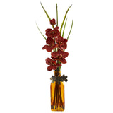 Phalaenopsis w/Colored Jar (Set of 2)