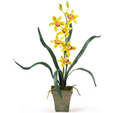 Potted Orchid Mix (Set of 3)
