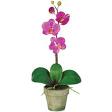Potted Phalaenopsis (Set of 3)