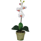 Potted Phalaenopsis (Set of 3)