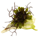 Wispy Succulent w/Seashell (Set of 3)