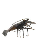 Edo Lobster Bronze
