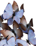Rue de Bac Lilac Large Butterflies